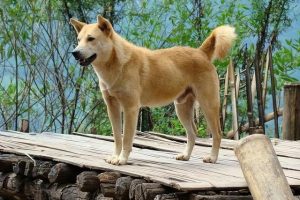 宠物狗什么品种好？宠物狗推荐-警犬训练器材厂家 _警犬训练用品_工作犬训练用品-南京开久警犬装备