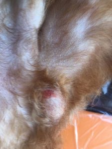 狗狗小鸡头红肿_狗狗小鸡头红肿用什么药-警犬训练器材厂家 _警犬训练用品_工作犬训练用品-南京开久警犬装备