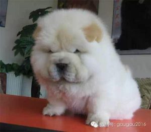 世界上狗狗的品种大全(世界上全部的狗狗品种)-警犬训练器材厂家 _警犬训练用品_工作犬训练用品-南京开久警犬装备