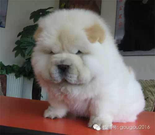 世界上狗狗的品种大全(世界上全部的狗狗品种) - 警犬训练器材厂家 _警犬训练用品_工作犬训练用品-南京开久警犬装备-警犬训练器材厂家 _警犬训练用品_工作犬训练用品-南京开久警犬装备