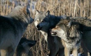 人能和狗交配吗-警犬训练器材厂家 _警犬训练用品_工作犬训练用品-南京开久警犬装备