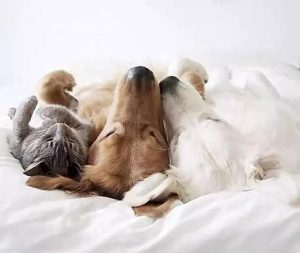 狗狗需要找个伴吗?狗狗需要有伴吗-警犬训练器材厂家 _警犬训练用品_工作犬训练用品-南京开久警犬装备