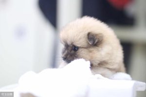 狗狗老死了怎么处理？狗狗遗体都是怎么处理-警犬训练器材厂家 _警犬训练用品_工作犬训练用品-南京开久警犬装备