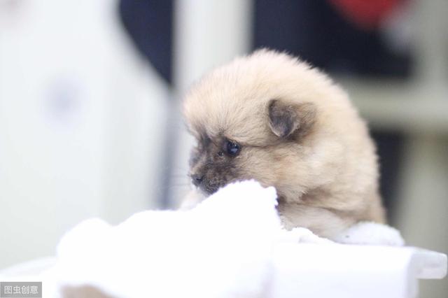 狗狗老死了怎么处理？狗狗遗体都是怎么处理 - 警犬训练器材厂家 _警犬训练用品_工作犬训练用品-南京开久警犬装备-警犬训练器材厂家 _警犬训练用品_工作犬训练用品-南京开久警犬装备