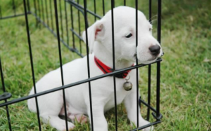 怎么让狗狗干自己(怎么让狗狗自己玩)-警犬训练器材厂家 _警犬训练用品_工作犬训练用品-南京开久警犬装备