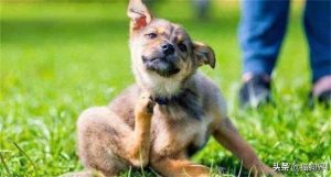 狗狗水壶喝水_狗狗用挂式水壶喝水就咳嗽-警犬训练器材厂家 _警犬训练用品_工作犬训练用品-南京开久警犬装备