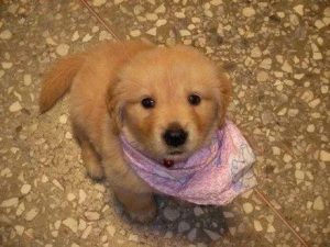 免费领养小狗(免费领养小型犬)-警犬训练器材厂家 _警犬训练用品_工作犬训练用品-南京开久警犬装备