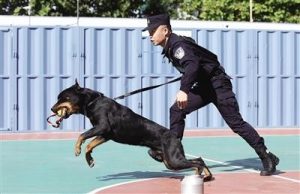 汪汪队八只狗狗简笔画_汪汪队第八季都有哪些狗狗-警犬训练器材厂家 _警犬训练用品_工作犬训练用品-南京开久警犬装备