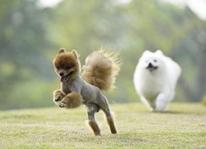 各种宠物狗价格(一只宠物狗多少钱)-警犬训练器材厂家 _警犬训练用品_工作犬训练用品-南京开久警犬装备