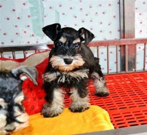 雪纳瑞犬好养吗(雪纳瑞犬养公的好还是母的好)-警犬训练器材厂家 _警犬训练用品_工作犬训练用品-南京开久警犬装备