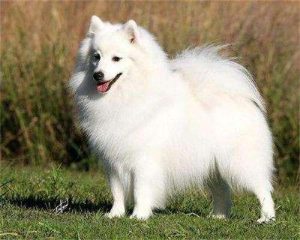 银狐狗狗特点(银狐狗狗造型 *** 大全)-警犬训练器材厂家 _警犬训练用品_工作犬训练用品-南京开久警犬装备