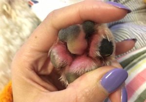 犬瘟热晚期(犬瘟热晚期能治好的几率多少)-警犬训练器材厂家 _警犬训练用品_工作犬训练用品-南京开久警犬装备