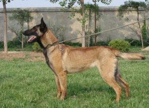 纯种马犬多少钱一只(纯种田园犬多少钱一只)-警犬训练器材厂家 _警犬训练用品_工作犬训练用品-南京开久警犬装备