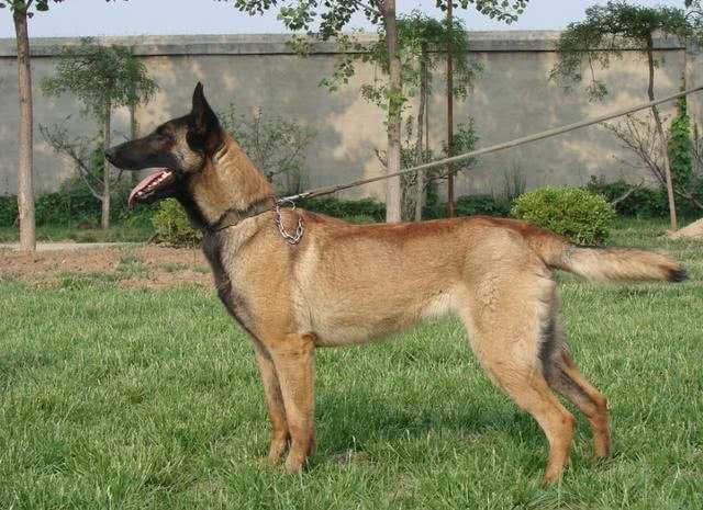 纯种马犬多少钱一只(纯种田园犬多少钱一只) - 警犬训练器材厂家 _警犬训练用品_工作犬训练用品-南京开久警犬装备-警犬训练器材厂家 _警犬训练用品_工作犬训练用品-南京开久警犬装备