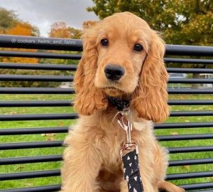 大型宠物狗的品种(大型宠物狗的品种 *** 大全)-警犬训练器材厂家 _警犬训练用品_工作犬训练用品-南京开久警犬装备