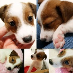 金希澈宠物狗-警犬训练器材厂家 _警犬训练用品_工作犬训练用品-南京开久警犬装备