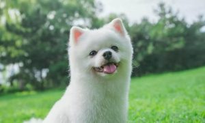 小白狗名字大全(小白狗名字大全可爱)-警犬训练器材厂家 _警犬训练用品_工作犬训练用品-南京开久警犬装备