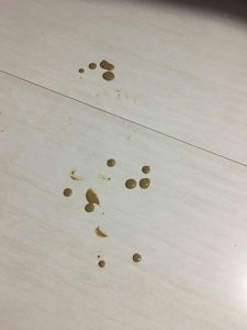 萌犬便便稀怎么办？宝宝便便有点稀怎么办-警犬训练器材厂家 _警犬训练用品_工作犬训练用品-南京开久警犬装备