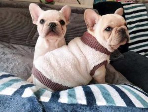 法国斗牛犬论坛(法国斗牛犬寿命)-警犬训练器材厂家 _警犬训练用品_工作犬训练用品-南京开久警犬装备