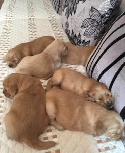 刚满月的狗狗饲养 ***   狗狗的正确饲养 ***-警犬训练器材厂家 _警犬训练用品_工作犬训练用品-南京开久警犬装备