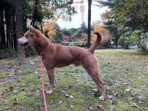 中国十大猎犬排名 中国优秀猎犬十大排名-警犬训练器材厂家 _警犬训练用品_工作犬训练用品-南京开久警犬装备