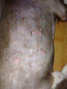 狗狗得皮肤病怎么办(狗狗得皮肤病用什么药)-警犬训练器材厂家 _警犬训练用品_工作犬训练用品-南京开久警犬装备