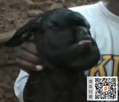 人狗杂交 - 警犬训练器材厂家 _警犬训练用品_工作犬训练用品-南京开久警犬装备-警犬训练器材厂家 _警犬训练用品_工作犬训练用品-南京开久警犬装备