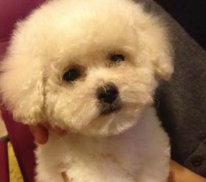 比熊狗吃什么(比熊犬如何喂养)-警犬训练器材厂家 _警犬训练用品_工作犬训练用品-南京开久警犬装备