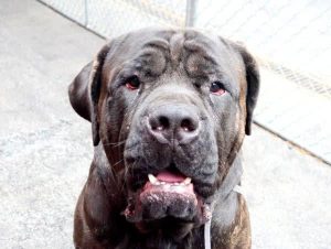 狗喘气急促解决办法(狗急促喘气是什么原因)-警犬训练器材厂家 _警犬训练用品_工作犬训练用品-南京开久警犬装备