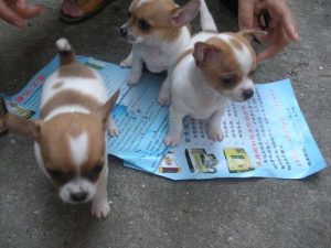 幼犬第一针最好打几联(幼犬第一针疫苗什么时候打最好)-警犬训练器材厂家 _警犬训练用品_工作犬训练用品-南京开久警犬装备