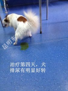 犬洋葱中毒治疗萌宠,犬洋葱中毒的症状-警犬训练器材厂家 _警犬训练用品_工作犬训练用品-南京开久警犬装备