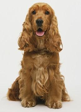 可卡犬多少钱一只(英国可卡犬多少钱一只) - 警犬训练器材厂家 _警犬训练用品_工作犬训练用品-南京开久警犬装备-警犬训练器材厂家 _警犬训练用品_工作犬训练用品-南京开久警犬装备