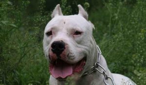 世界上最凶的猎犬(世界上最凶猛的猎犬)-警犬训练器材厂家 _警犬训练用品_工作犬训练用品-南京开久警犬装备