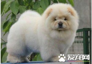 松狮犬能长多大  小松狮犬能长多大-警犬训练器材厂家 _警犬训练用品_工作犬训练用品-南京开久警犬装备