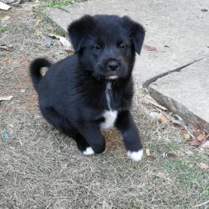 爪白 *** 白黑狗(黑狗白爪白 *** 是什么狗)-警犬训练器材厂家 _警犬训练用品_工作犬训练用品-南京开久警犬装备