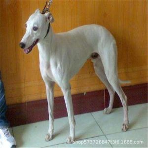 中国格力犬10大种公(格力犬种公查询)-警犬训练器材厂家 _警犬训练用品_工作犬训练用品-南京开久警犬装备