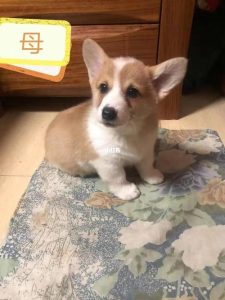 番禺狗狗领养:去广州番禺私宠之家领养狗狗-警犬训练器材厂家 _警犬训练用品_工作犬训练用品-南京开久警犬装备