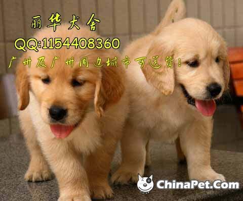 金毛巡回犬价格_金毛巡回犬英文名 - 警犬训练器材厂家 _警犬训练用品_工作犬训练用品-南京开久警犬装备-警犬训练器材厂家 _警犬训练用品_工作犬训练用品-南京开久警犬装备