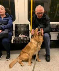 狗狗独自坐公交下车，狗狗独自坐公交下车?-警犬训练器材厂家 _警犬训练用品_工作犬训练用品-南京开久警犬装备