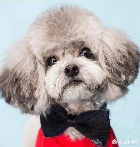 泰迪犬的介绍_泰迪犬的详细介绍-警犬训练器材厂家 _警犬训练用品_工作犬训练用品-南京开久警犬装备