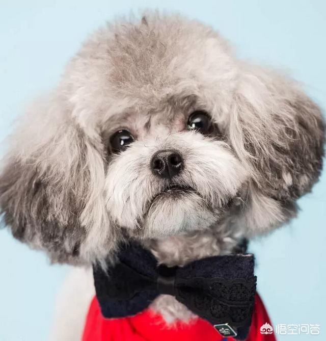 泰迪犬的介绍_泰迪犬的详细介绍 - 警犬训练器材厂家 _警犬训练用品_工作犬训练用品-南京开久警犬装备-警犬训练器材厂家 _警犬训练用品_工作犬训练用品-南京开久警犬装备