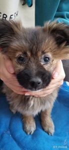 犬瘟后期撑多久(犬瘟后期抽搐还能活多久)-警犬训练器材厂家 _警犬训练用品_工作犬训练用品-南京开久警犬装备