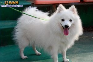 银狐犬 *** _正宗金毛犬的 ***-警犬训练器材厂家 _警犬训练用品_工作犬训练用品-南京开久警犬装备