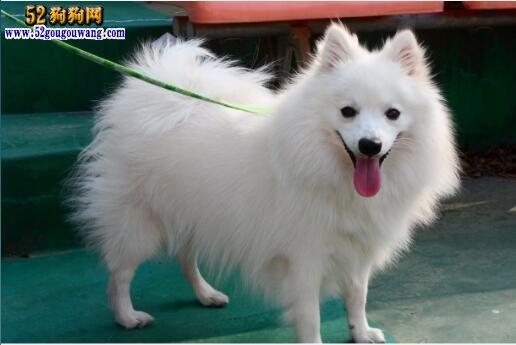 银狐犬 *** _正宗金毛犬的 *** - 警犬训练器材厂家 _警犬训练用品_工作犬训练用品-南京开久警犬装备-警犬训练器材厂家 _警犬训练用品_工作犬训练用品-南京开久警犬装备