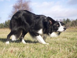 边境牧羊犬智商相当于人几岁(边境牧羊犬的智商相当于人的几岁)-警犬训练器材厂家 _警犬训练用品_工作犬训练用品-南京开久警犬装备