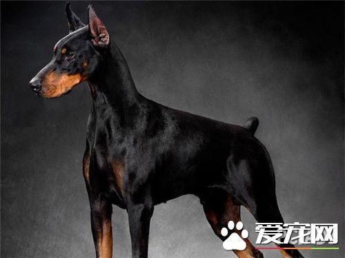 杜宾犬最大可以长到多少斤 - 警犬训练器材厂家 _警犬训练用品_工作犬训练用品-南京开久警犬装备-警犬训练器材厂家 _警犬训练用品_工作犬训练用品-南京开久警犬装备