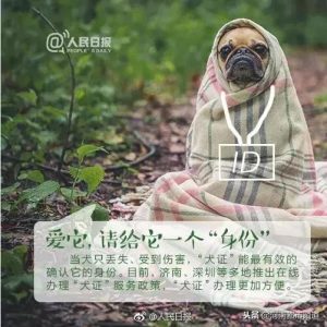 法兰德斯畜牧犬价格，法兰德斯之犬片头曲-警犬训练器材厂家 _警犬训练用品_工作犬训练用品-南京开久警犬装备
