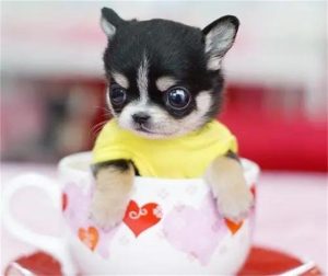 茶杯犬要多少钱(一个茶杯犬多少钱一只)-警犬训练器材厂家 _警犬训练用品_工作犬训练用品-南京开久警犬装备