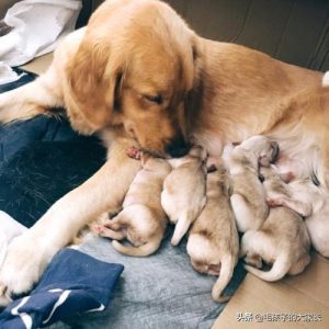 狗的子宫和尿道如何区分-警犬训练器材厂家 _警犬训练用品_工作犬训练用品-南京开久警犬装备