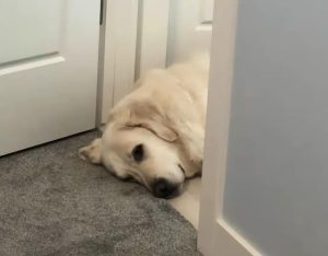 狗狗秒入睡，狗狗入睡很快-警犬训练器材厂家 _警犬训练用品_工作犬训练用品-南京开久警犬装备